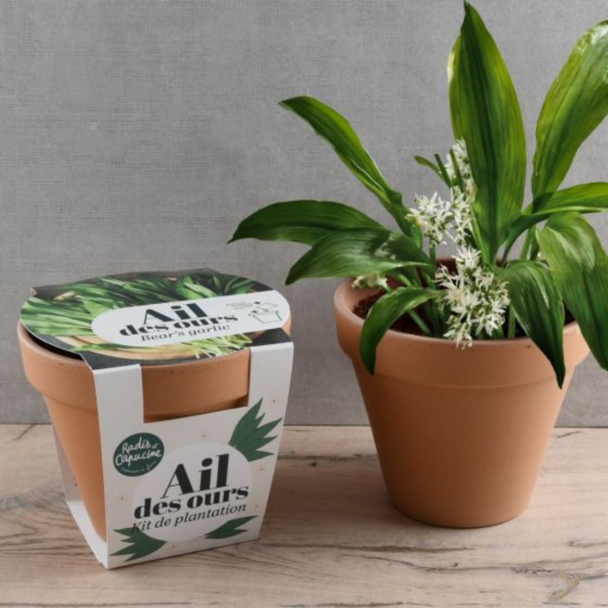 Kit de plantation – Ail Des Ours