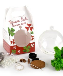 Terrarium végétal à faire soi-même – Trèfles à 4 feuilles et bulbes d’Oxalis