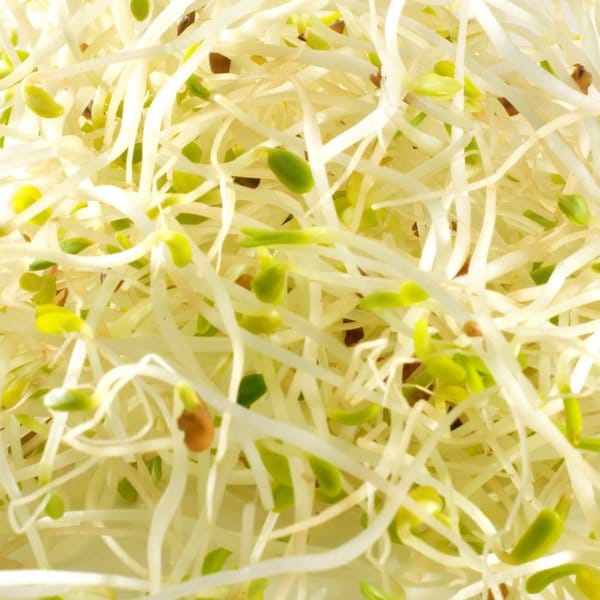 Graines à germer- TREFLE ROUGE BIO – Image 2