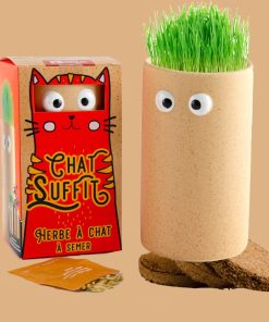 Chat suffit : Herbe à chat à semer