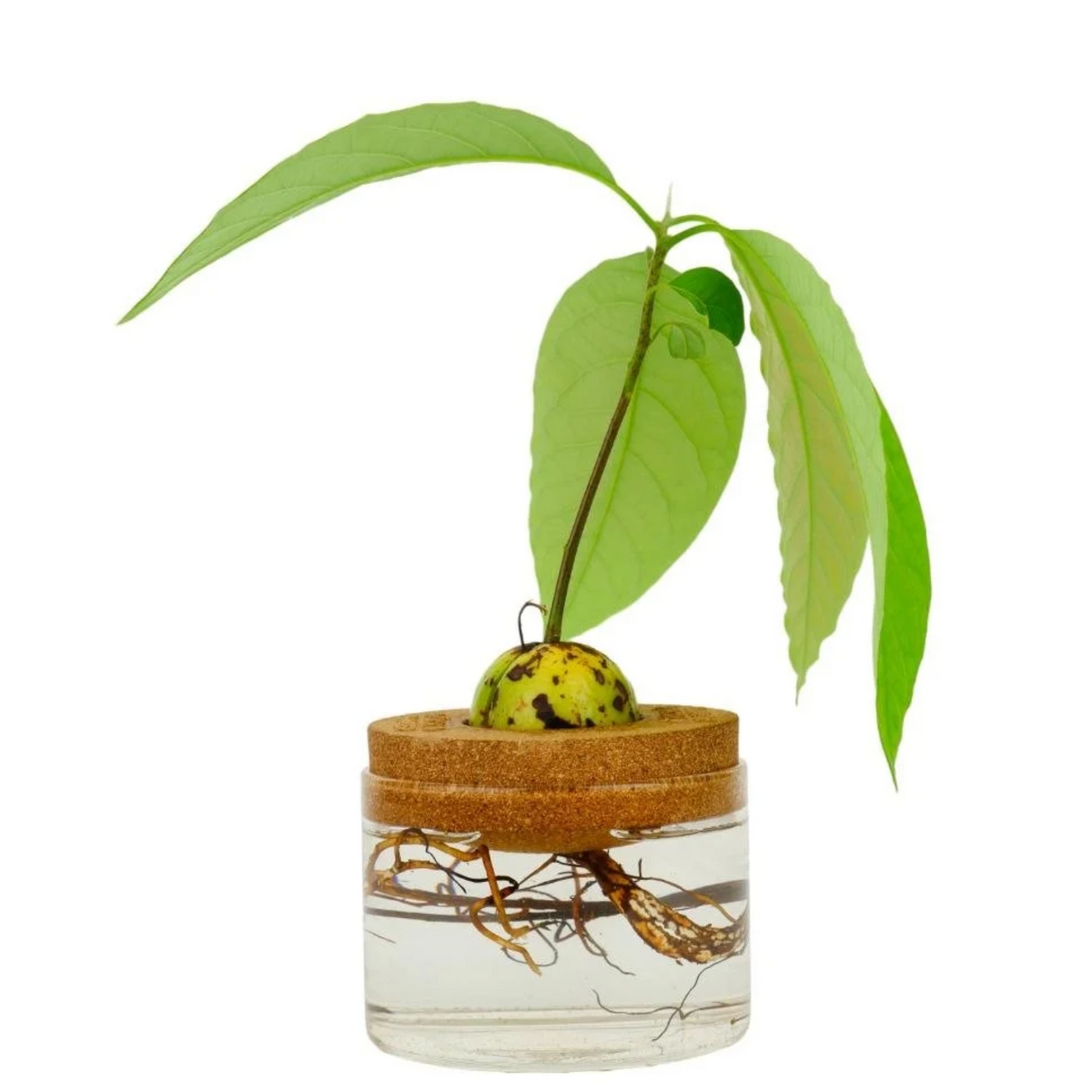 Kit : Faire pousser son avocat à la maison – Image 3