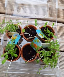 Mon premier potager bio – Coffret serre