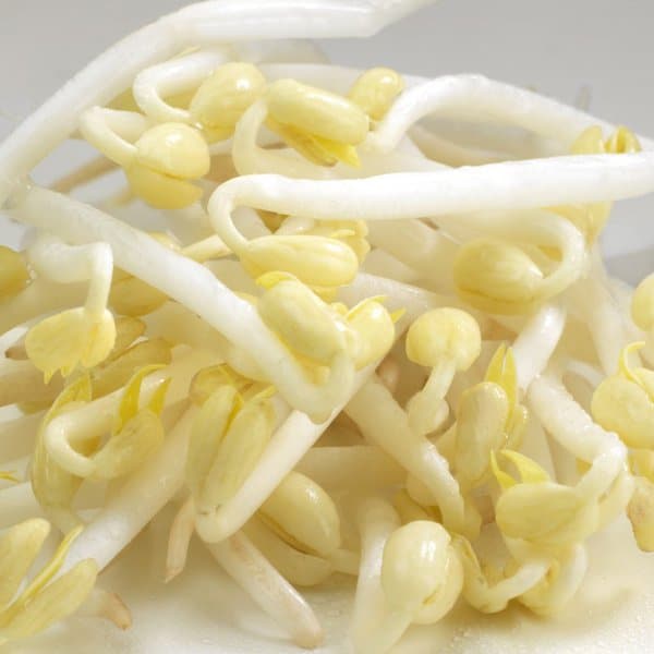 Graines à germer- HARICOT MUNGO BIO – Image 2