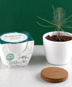 Arbre de naissance en pot à faire pousser