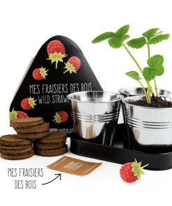 Coffret : Trio de fraisiers à faire pousser