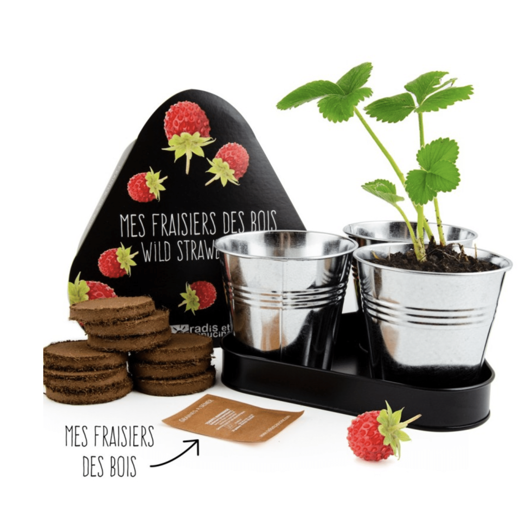 Coffret : Trio de fraisiers à faire pousser