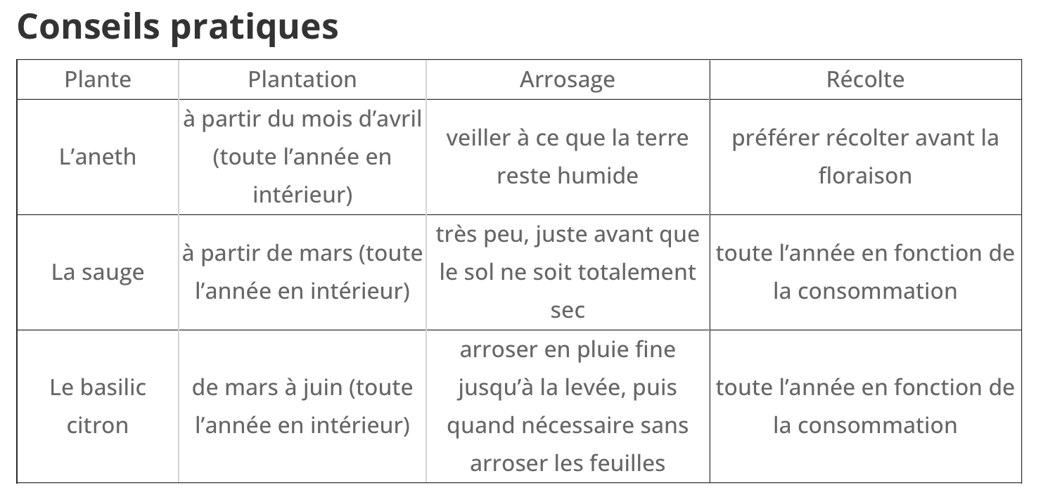 Kit d’herbes aromatiques BIO – (Aneth, Sauge, Basilic citron)k – Image 5