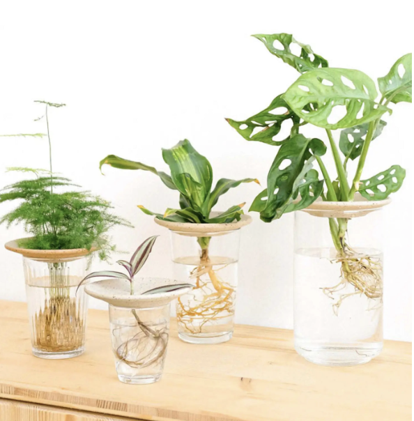 Coupelle d’hydroculture et germination – Pepin – Image 4