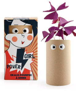 Girl power – Oxalis pourpre à faire pousser