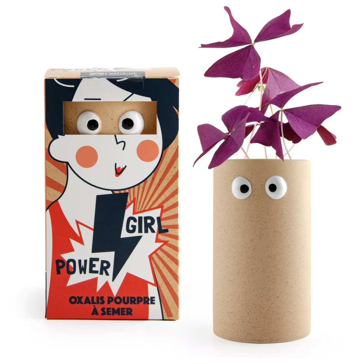 Girl power – Oxalis pourpre à faire pousser