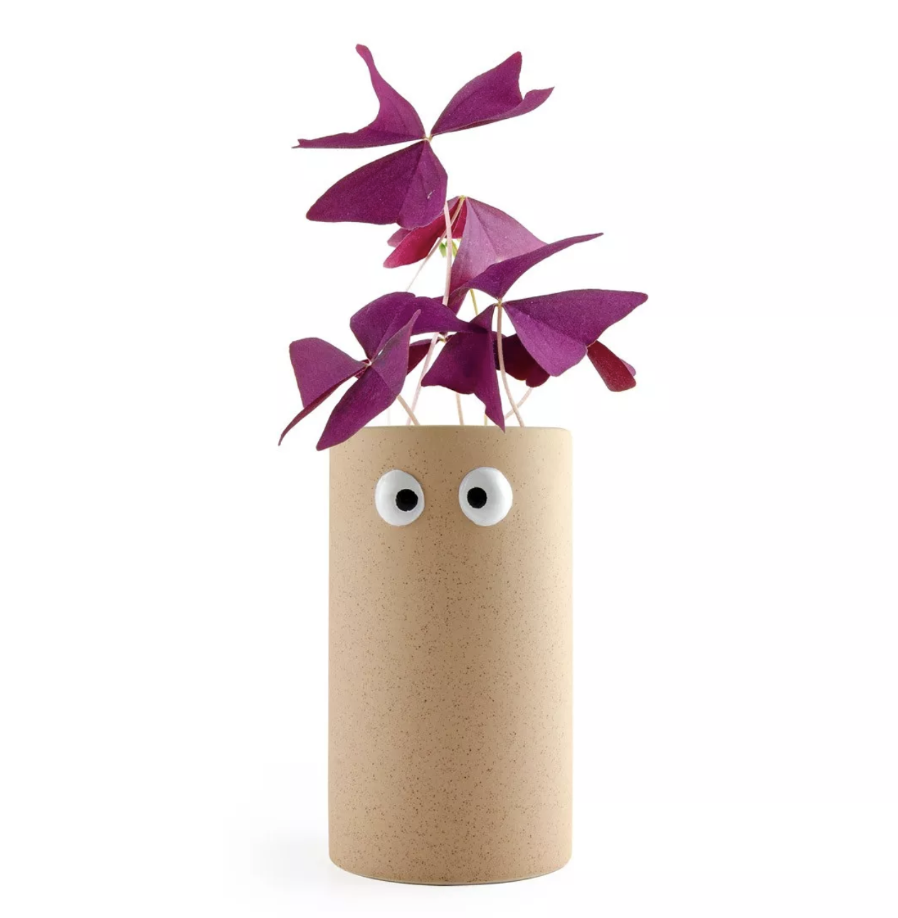 Girl power – Oxalis pourpre à faire pousser – Image 3