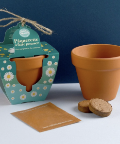 Pâquerette à faire pousser