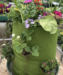 Sac de culture pour fraises/herbes