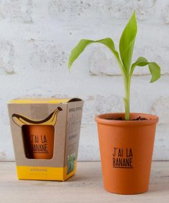 Petit Kit à semer – J&rsquo;ai la banane