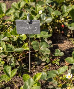 Marqueur de plantes en ardoise sur tige
