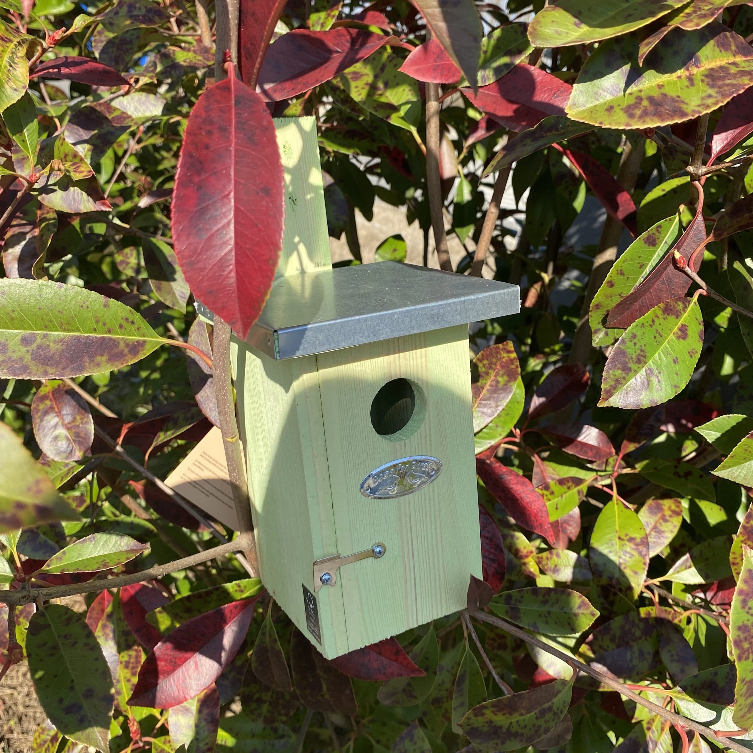 Nichoir roitelet – Image 3