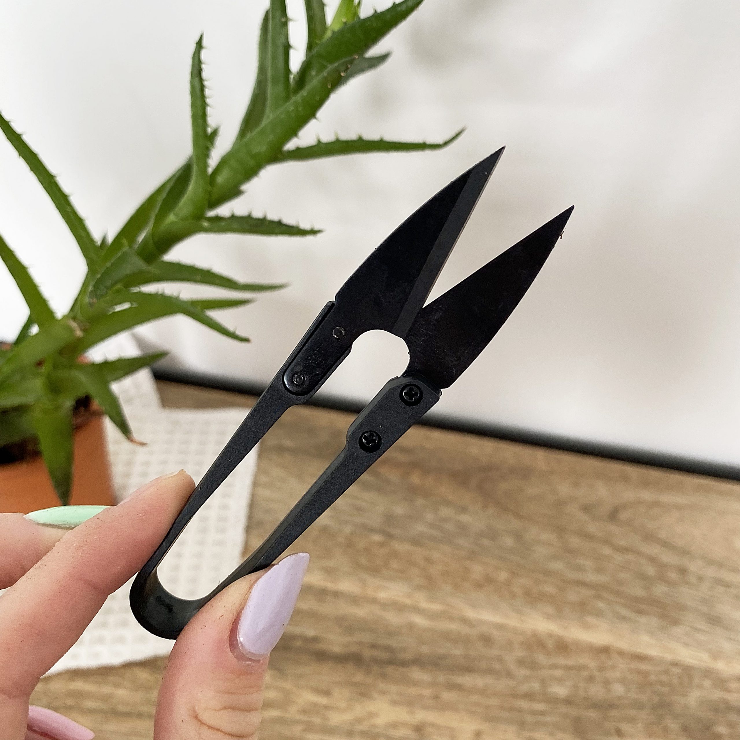 Coffret : Je fais pousser mon menu asiatique BIO – Image 5