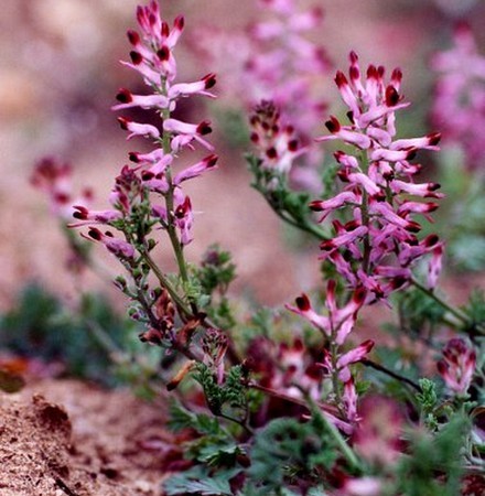 FUMETERRE PHYTO 50ML – Image 3